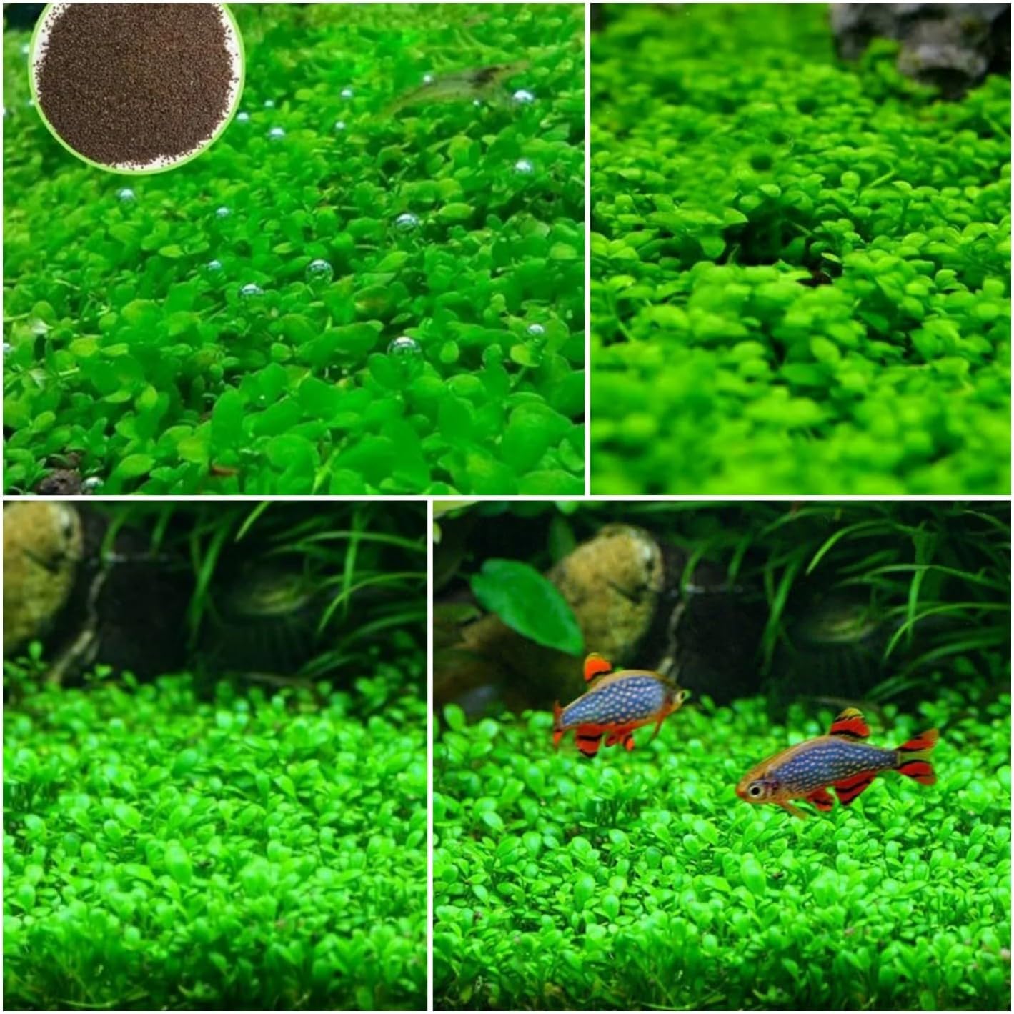 Aquarium Grass Plants SeedsSmall Leaf Seeds(30g/Packet