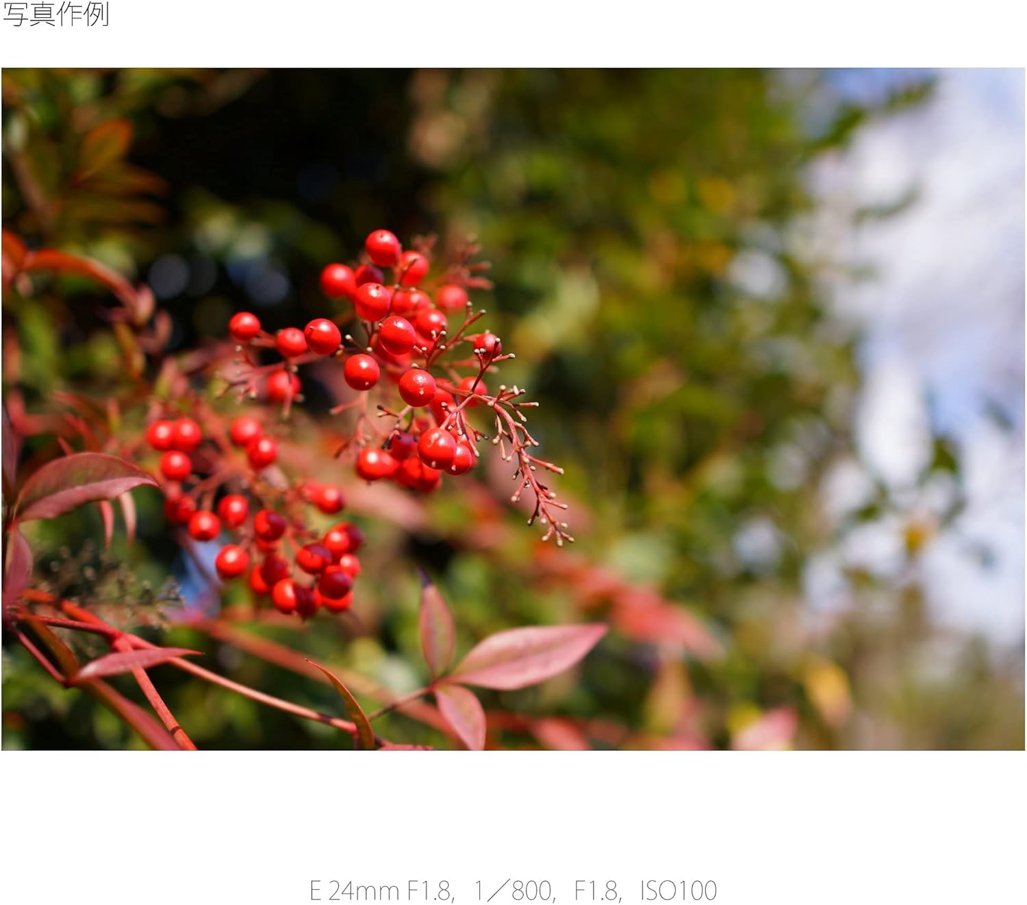 SONY 単焦点レンズ Sonnar T* 24mm F1.8 ZA ソニー Eマウント用 APS-C専用 SEL24F18Z ソニー Sonnar T* E 24mm F1.8 ZA ※Eマウント用レンズ(APS-C