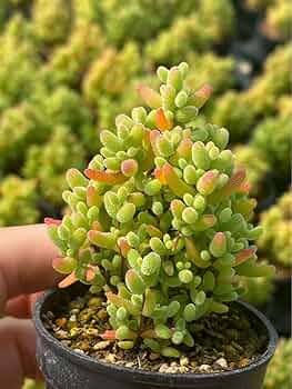 Amazon.co.jp: SALE 多肉植物 系 ドロサンテマム 蜜橘 抜き苗 1