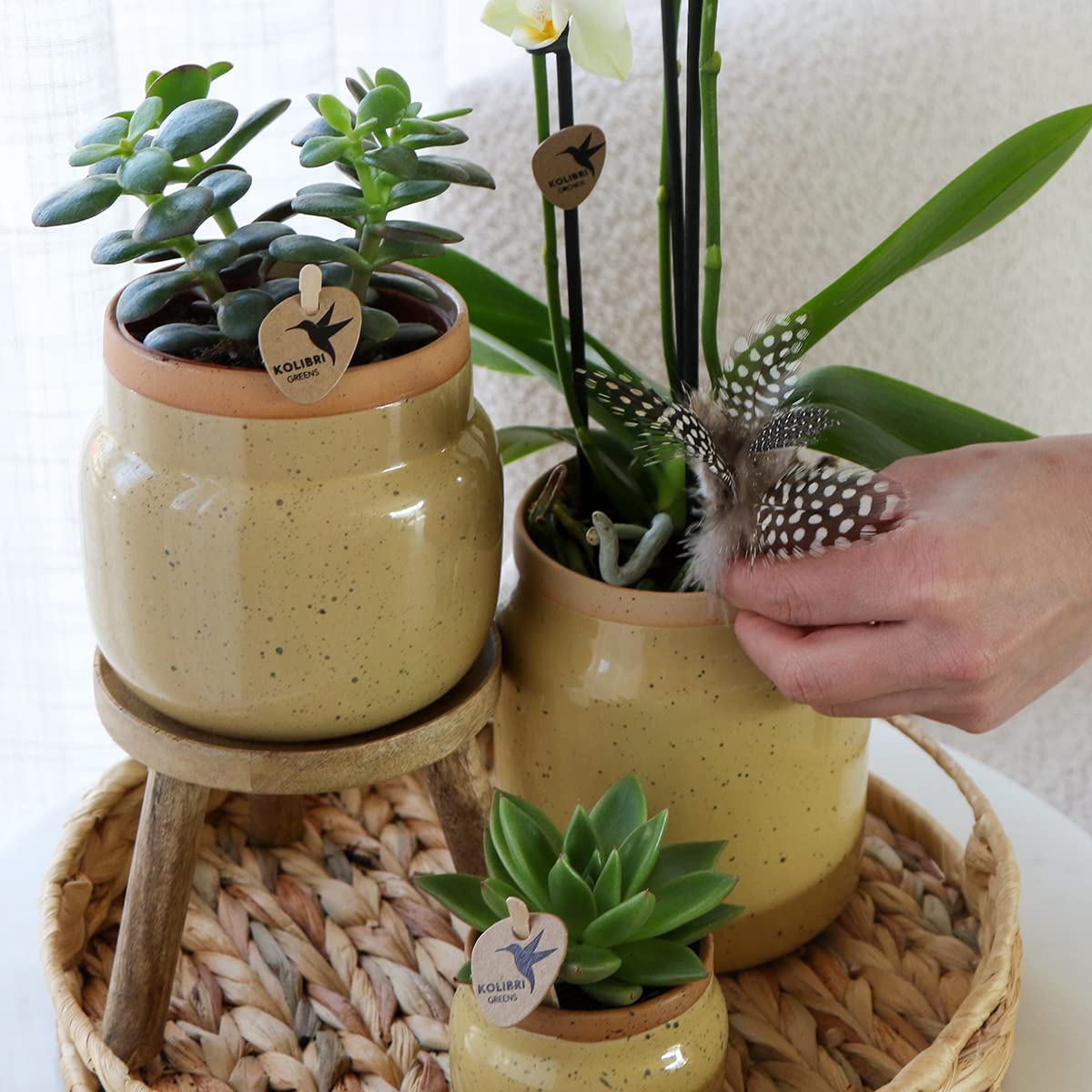 Kolibri Storczyki, rośliny zielone z żółtą orchideą Phalaenopsis w doniczkach ozdobnych w kolorze khaki i tacą hiacyntową