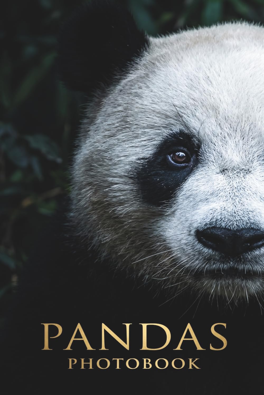 The Zen of Pandas: A Stunning Visual Journey Through the Bamboo Forests of China