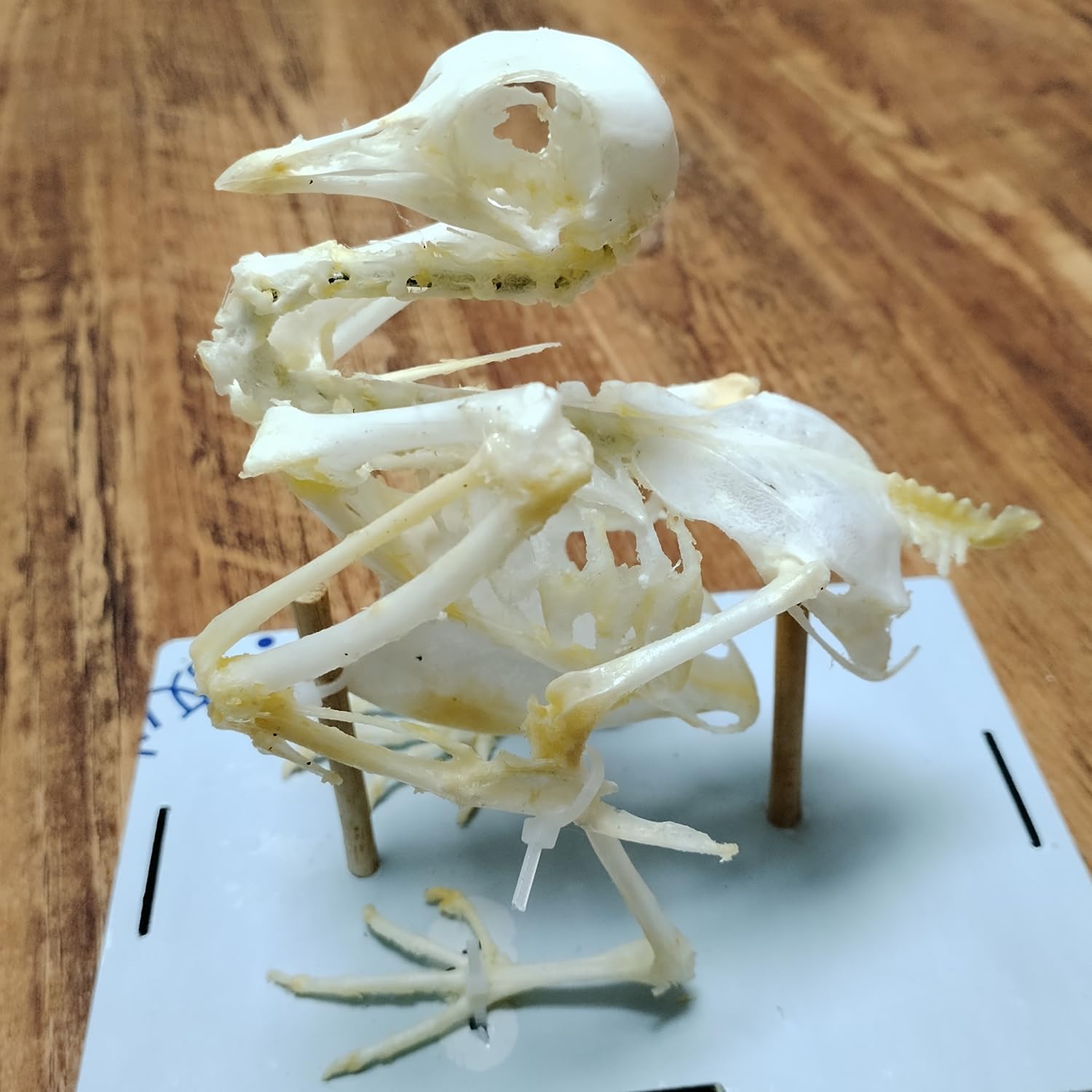 Real Animal Skeleton, Natural Animal Taxidermy Bone, Animal Specimens for Collectibles Home Decoration (Pigeon Skeleton)
