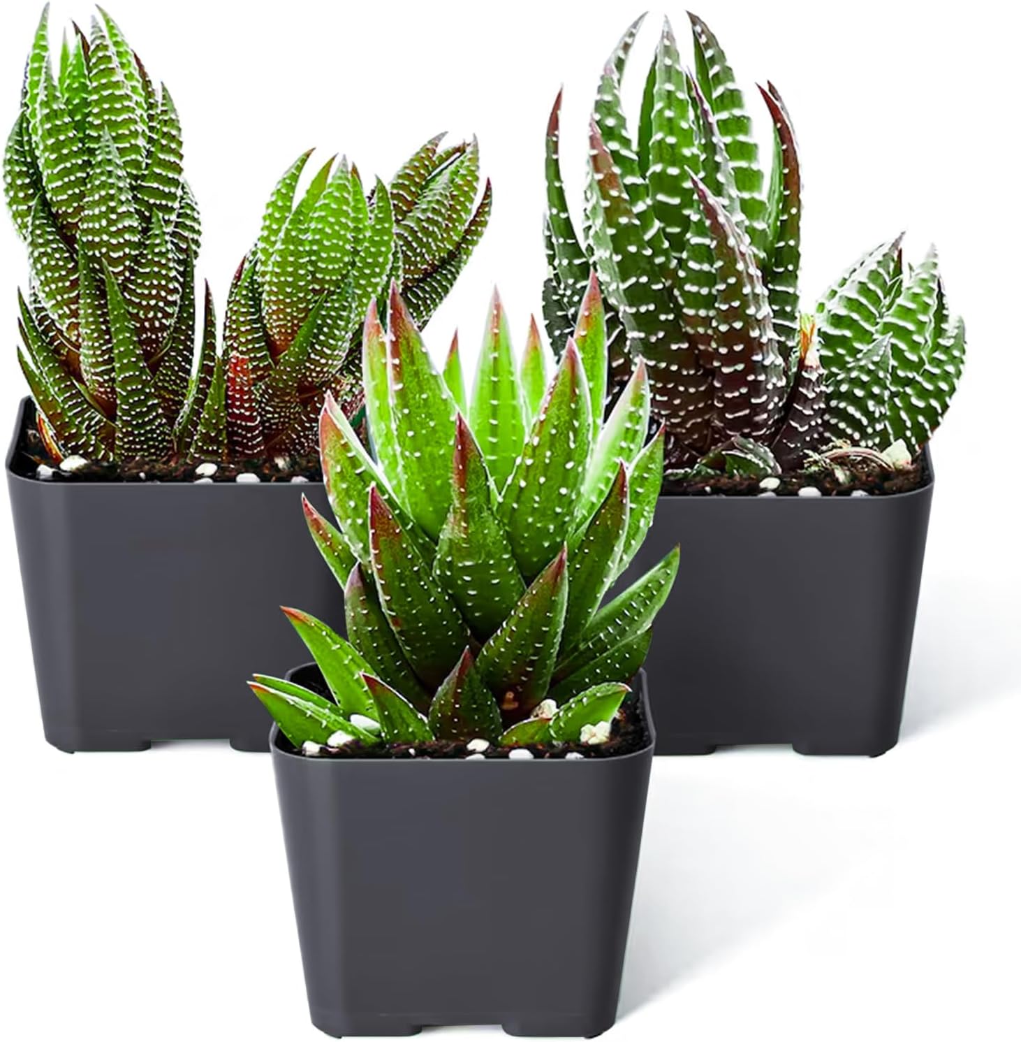 Plant Product 26