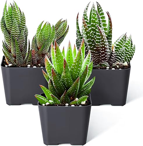 Sprout N Green Haworthia Collection, 3 plantas suculentas vivas totalmente enraizadas en maceta de inicio de 2 pulgadas, decoración de boda en