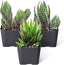 Sprout N Green Haworthia Collection, 3 Live Succulent Plant Fully Rooted in 2inch Starter Pot, Home Office Indoor Outdoor Wedding Decoration DIY Projects Party Favor