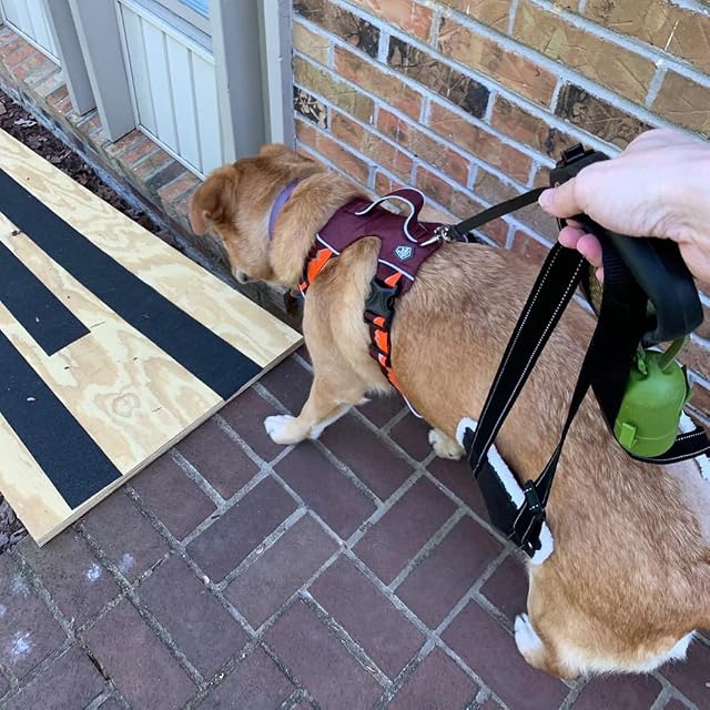 Foto 6 de 8 de Arnés para Perros, Ayuda Caminar para Perros, Arnés de Elevación para Perro