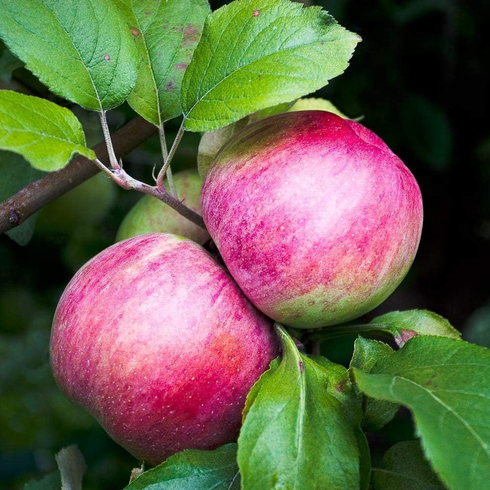 Apples 11x14 matted Color Photograph