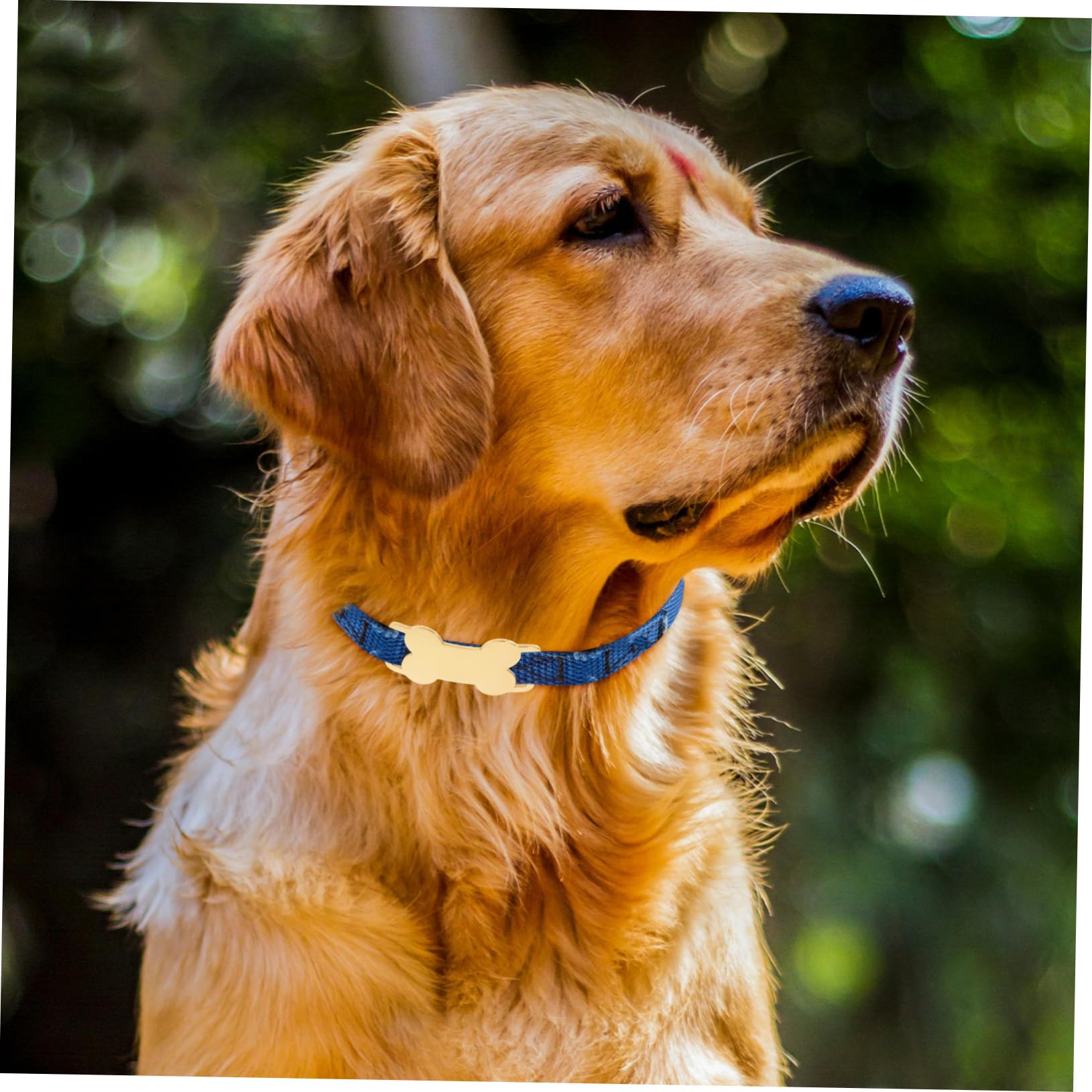 15pezzi Medagliette Identificative Acciaio Inossidabile Per Animali Domestici Targhette Forma Di Osso Personalizzabili Resistenti e Durevoli Per Cani e Gatti