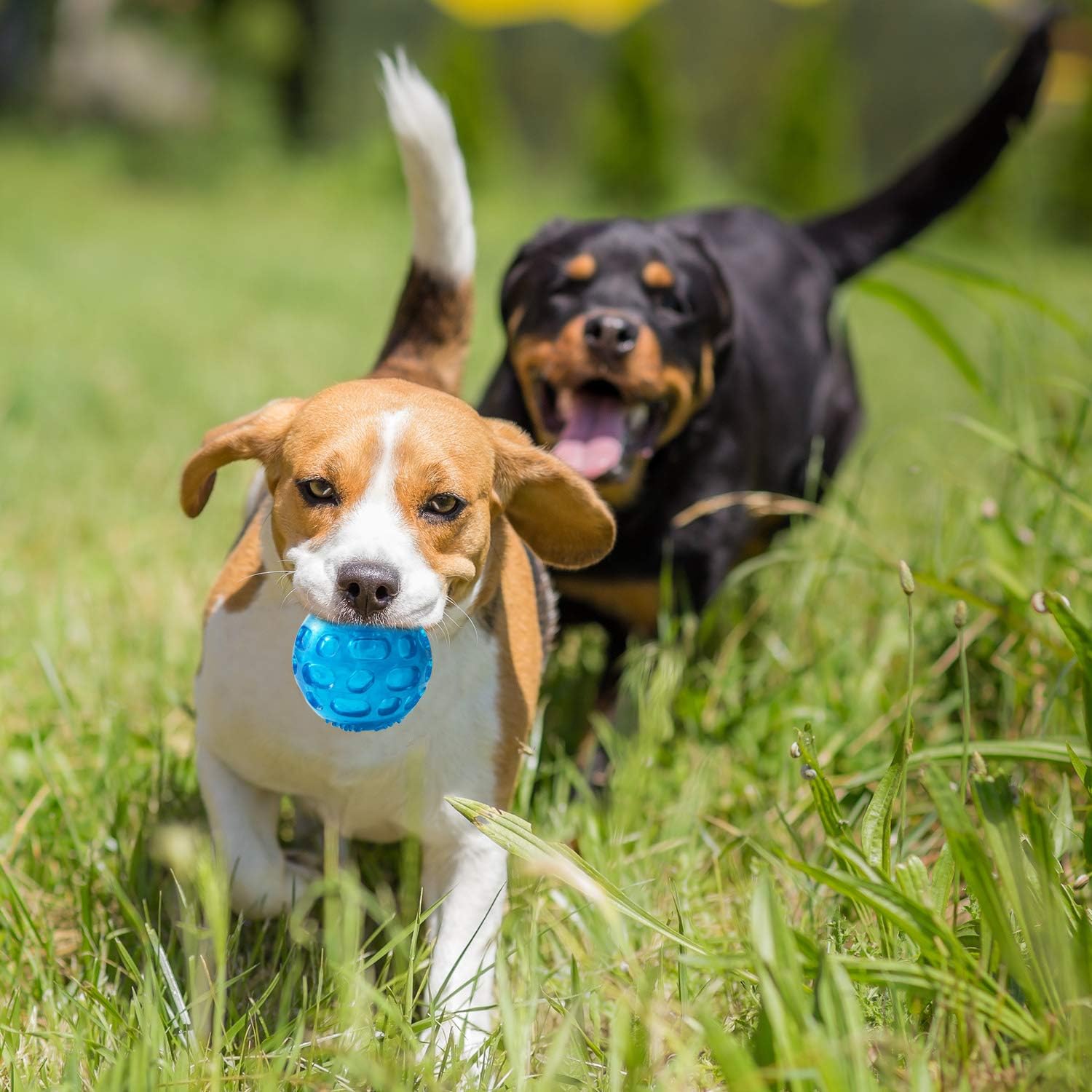 3'' Squeaky Dog Toy Balls for Lagre Medium Breed, Indestructible Dog Balls for Playing, Fetching & Retrieving, Durable Aggressive Chewers, 2 PCS Blue+Purple image 4