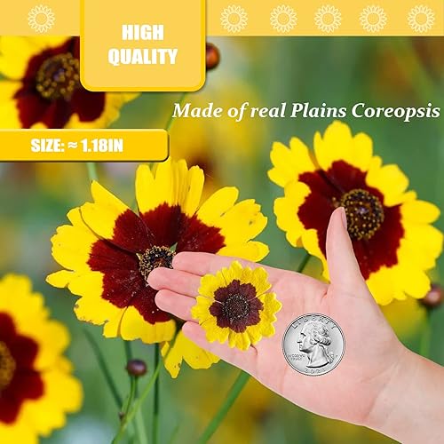 Miniatura 2 de Flores secas prensadas naturales para resina 60 piezas de llanuras secas reales de Coreopsis flores para molde de resina arte de molde de