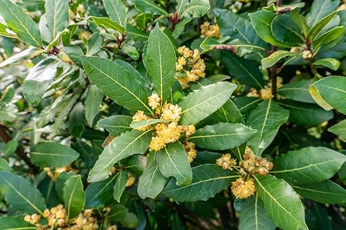 Miniatura 4 de Laurel - Árbol de hoja de laurel Laurus Nobilis de 10 pulgadas de altura, adornos para interiores y exteriores, plantas perennes, cultivo de jardín,