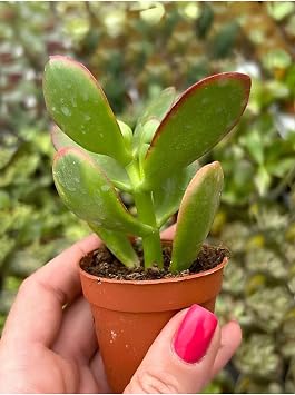 Canlı Mini Para Çiçeği (Crassula Ovata), Saksılı Yeşim Sukulent