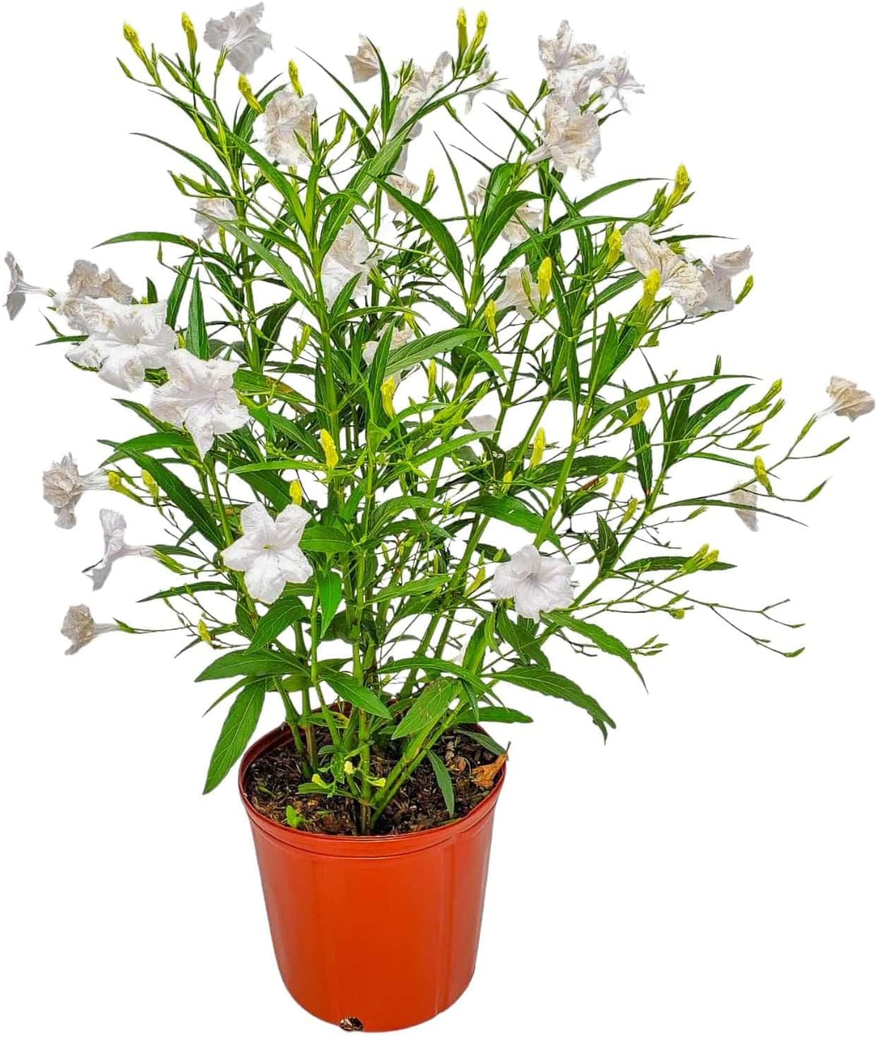 Tropical Plants of Florida Purple Ruellia Live Plant - 3 Gallon 26 to 34 Inch Tall Flowering Shrub Outdoor Garden Border Hedge Plant