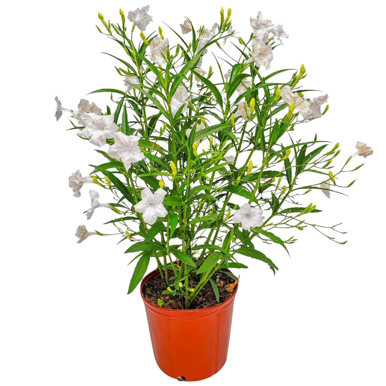 Amazon.com : Ruellia Plants (White, 3 Gallon/10 Nursery Pot Bush