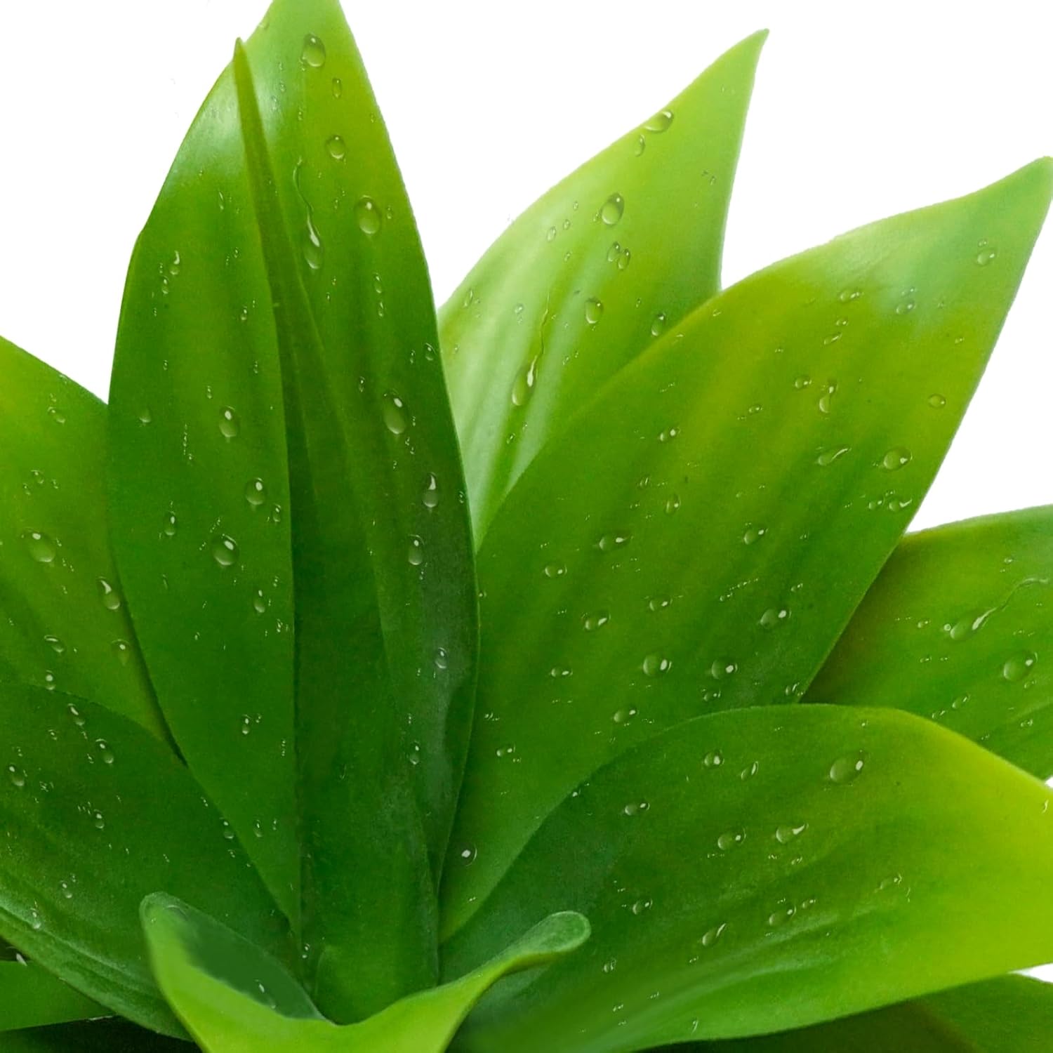 Agusbagli 2pcs Succulents Plants Artificial Aloe Plant, 14in Large Real Touch Succulents Unpotted Faux Agave Greenery Plants for DIY Home Wedding Garden Office Outdoor Decoration