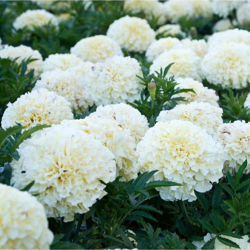 OhhSome Flower Seeds Marigold F2 Dwarf Double White Greenary Garden 20 Seeds Kitchen Garden Seeds Pack - Eco" (B07YP7L8Q7) Amazon Price History, Amazon Price Tracker