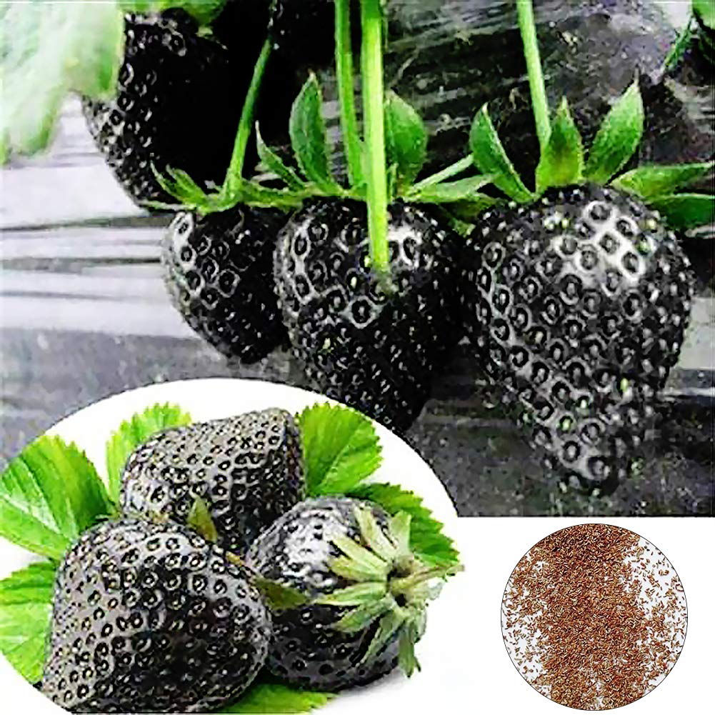On Strawberries Safe To Eat 200 Pcs Giant Strawberry Seeds - Organic,  Non-GMO Fruit Seeds For Home Garden, Bonsai, Or Container Growing Vegetable  Seeds