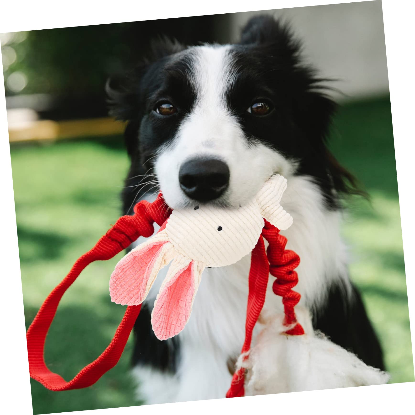 Toddmomy 5piezas Juguete De Peluche para Perros Squeaker Juguete Interactivo para Mascotas para Masticar Duradero para Cachorros y Perros Pequeños