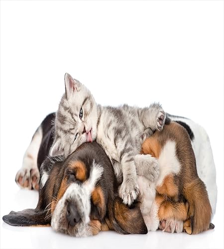 Miniatura 30 de Ambesonne Juego de funda de edredón de brújula, ilustración de mapa del mundo, marinero marítimo, equipo de vida monocromático, juego de ropa