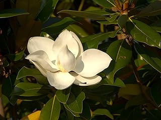 Greenwood Nursery: Live Trees - Sweetbay Magnolia + Magnolia virginiana - [Qty: 2X 2.5 Pots] - (Click for Other Available Plants/Quantities)