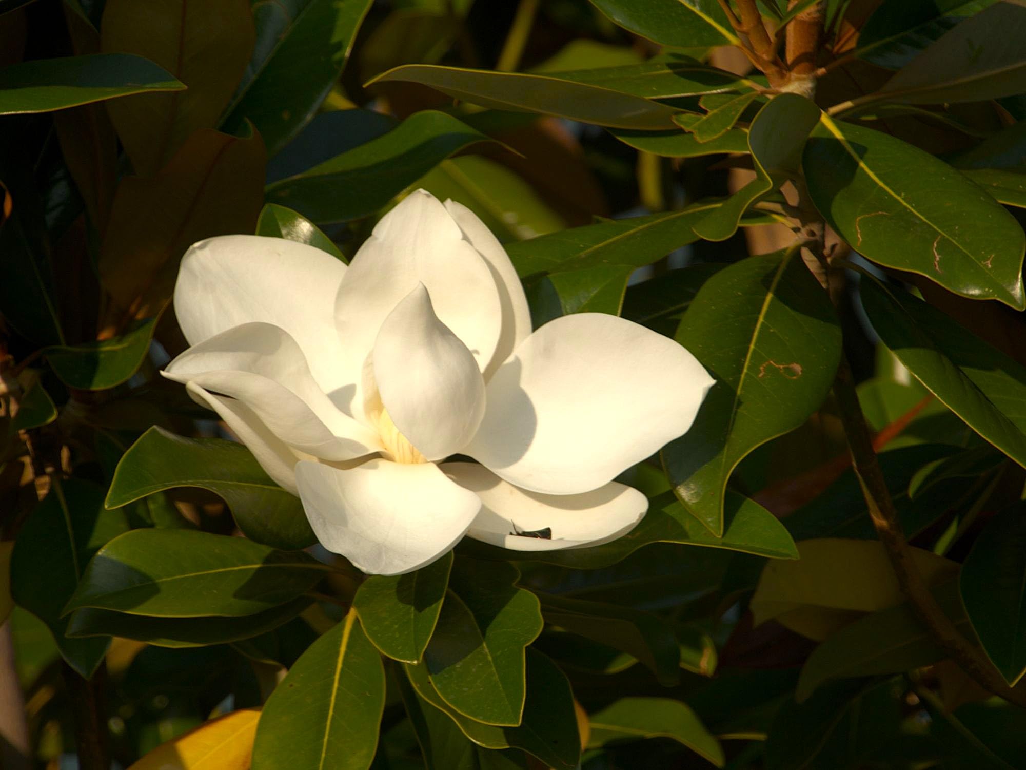 Greenwood Nursery Sweetbay Magnolia