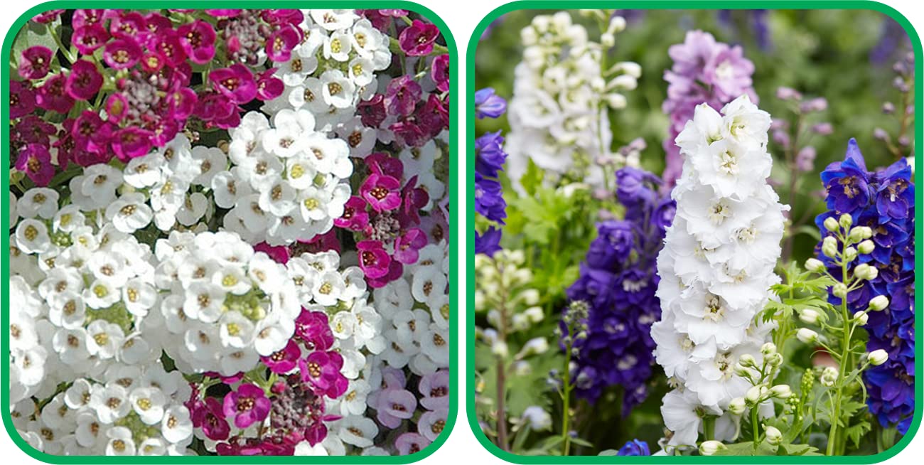 Aero Seeds Delphinium Mix Color And Alyssum Mix Color Flower Seeds Pack (50 Seeds In Each Packet) (B0989Y7WDK) Amazon Price History, Amazon Price Tracker