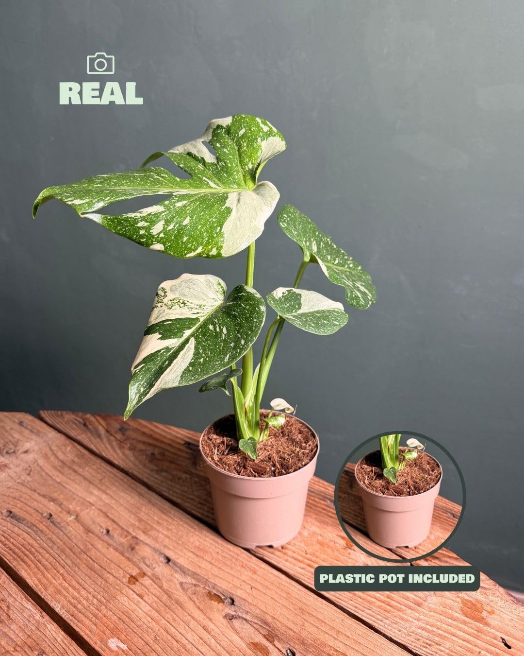 PUR PLANT Monstera Thai Constellation | Monstera Variegada Natural Exclusiva | Planta Tropical de Interior Decorativa | Maceta de Ø12 cm