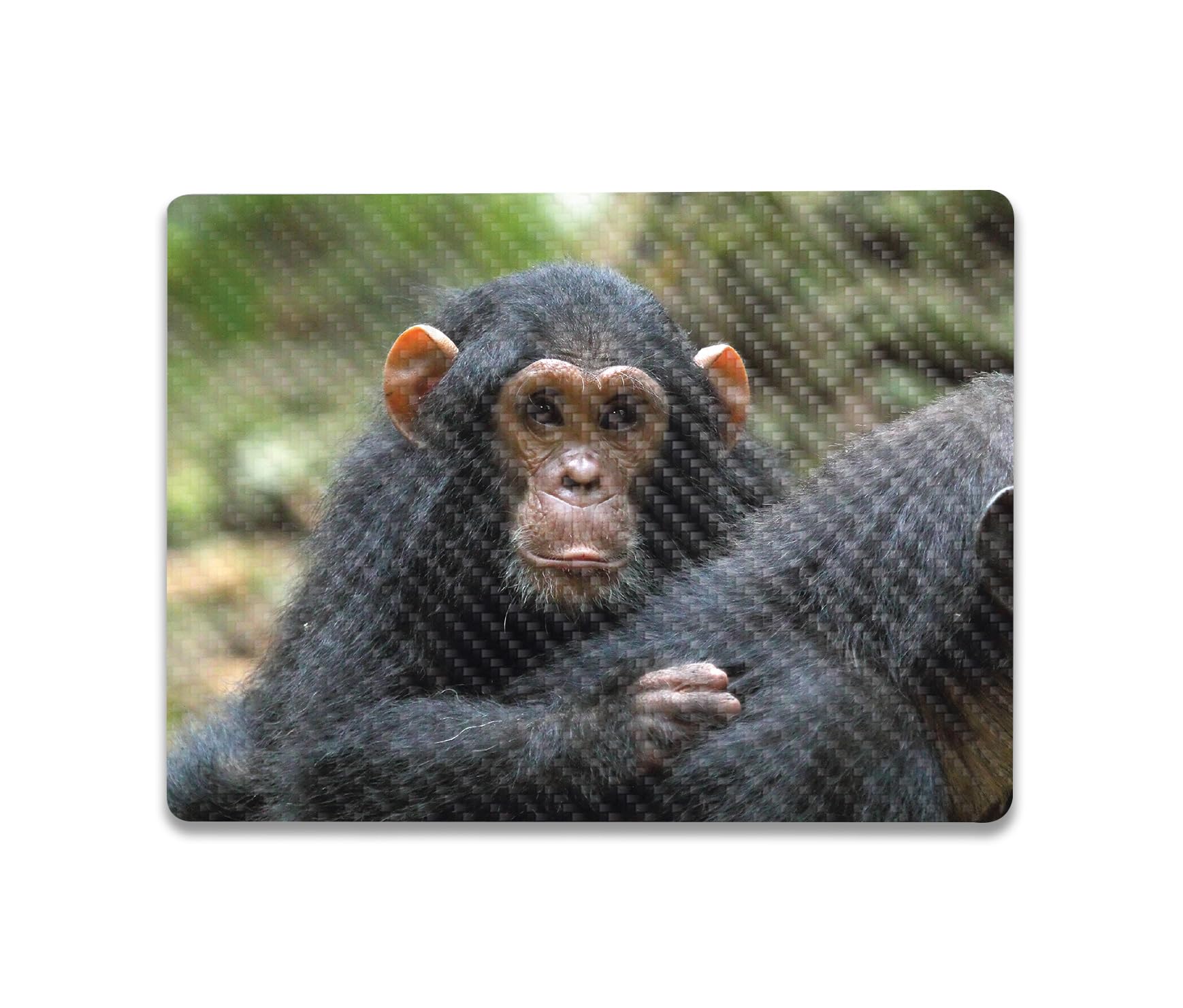 MightySkins Carbon Fiber Skin Compatible with Microsoft Surface Laptop Go 3 (2023) Full Wrap Kit - Baby Chimp | Protective, Durable Textured Carbon Fiber Finish | Made in The USA