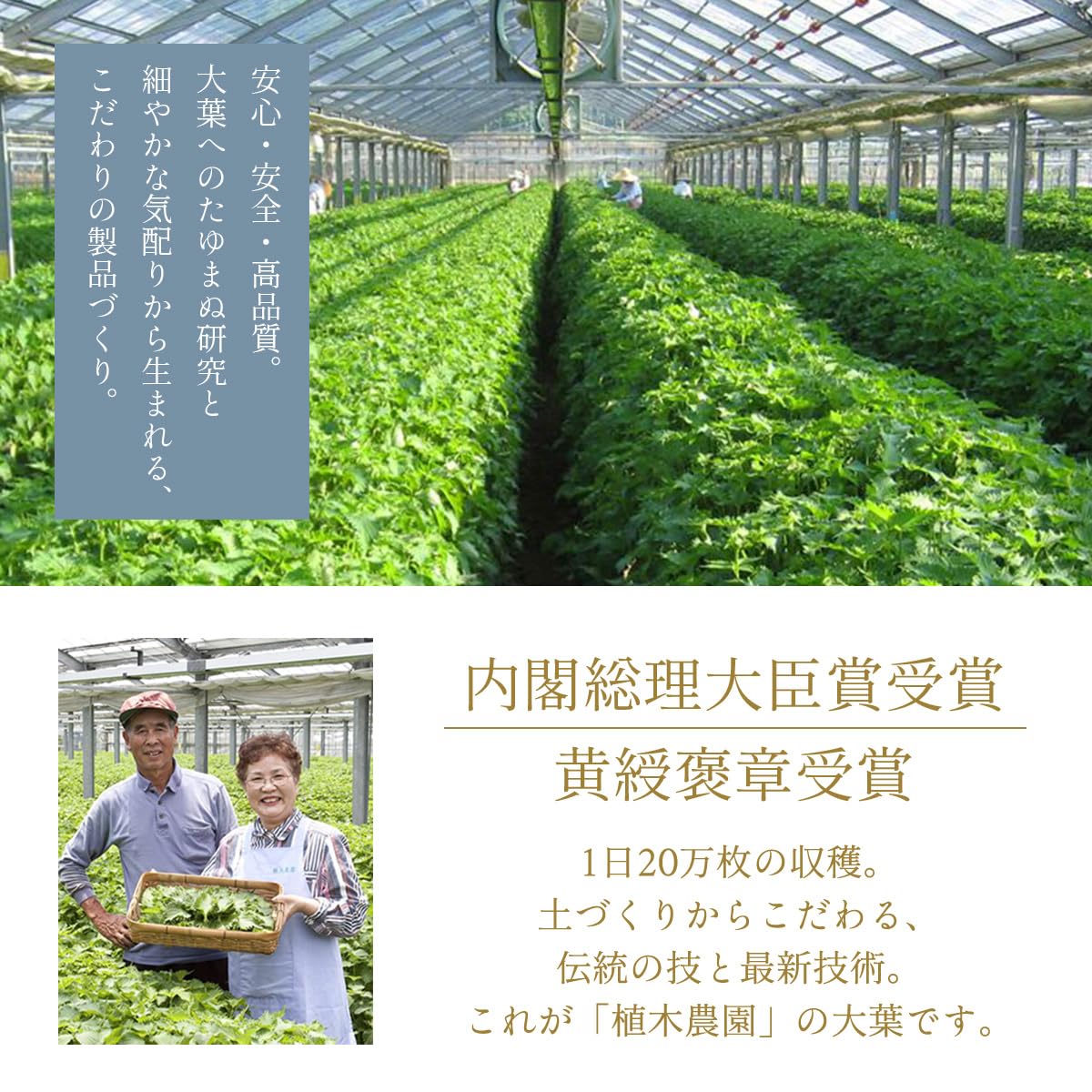 Amazon | 満天屋-MANTENYA 大分県産 大葉パウダー 国産 青じそ 粉末