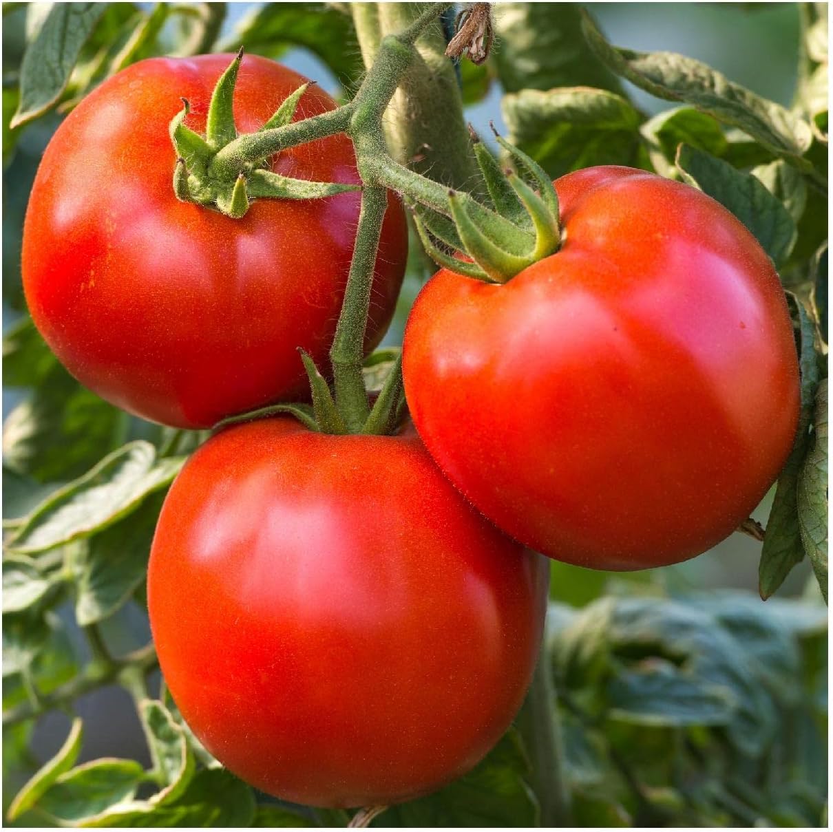 Everwilde Farms - 1 Lb Rutger's Tomato Seeds - Gold Vault