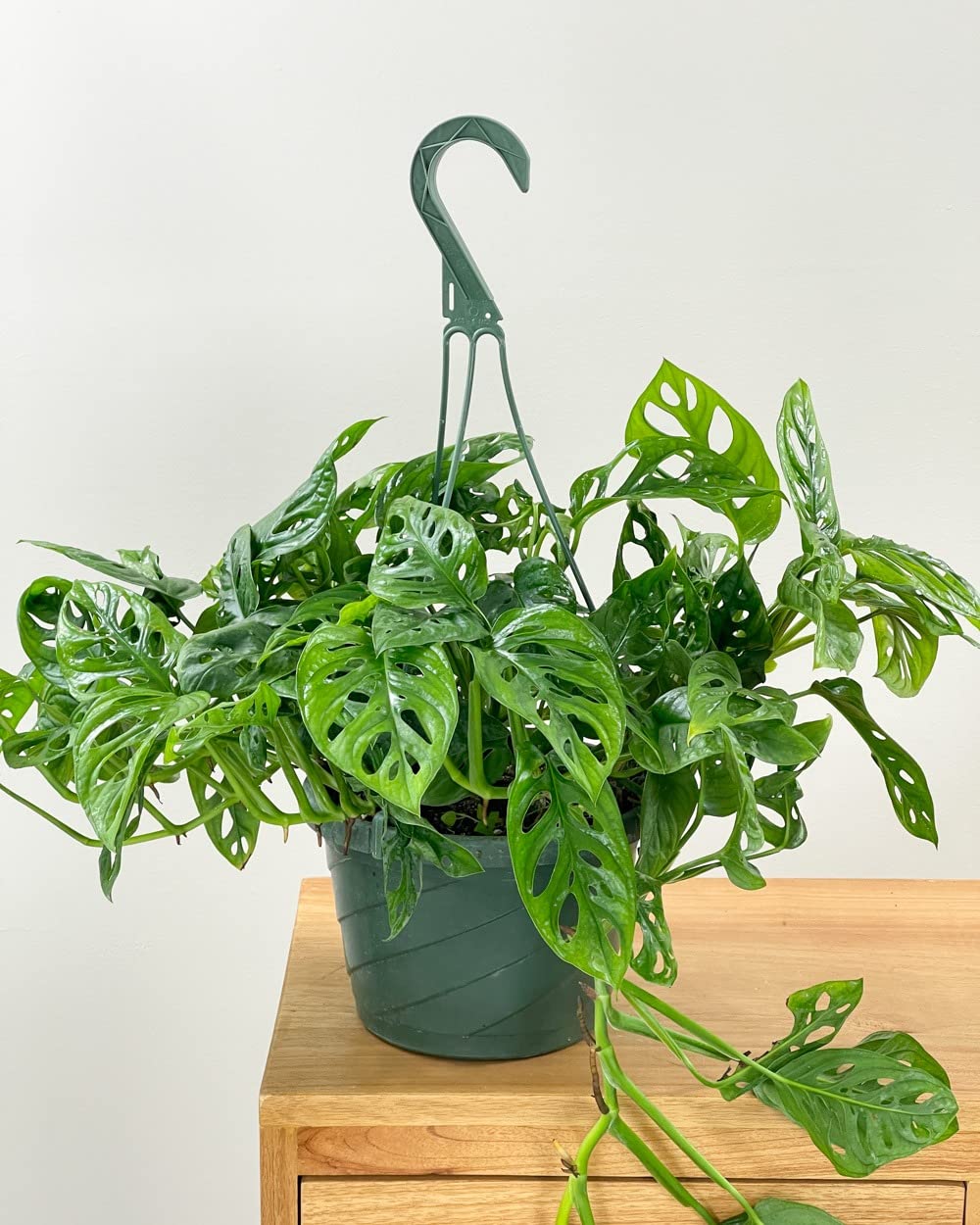 Cloud Farm Broken Heart Indoor Hybrid Live Plant for Decoration, Natural Air Purification CF-80 (B0BBG9H2NQ) Amazon Price History, Amazon Price Tracker