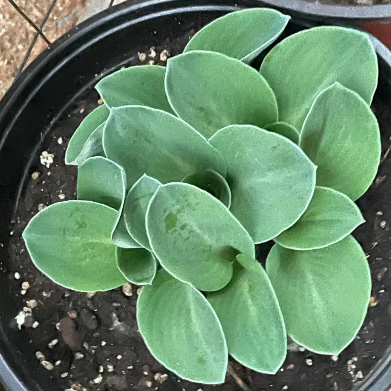 Hosta ，Seltene nknolle，Bepflanzen von Staudengärten, Winterhart SelteneWinterhart MehrjäHrig Schönes -15 zwiebeln-b
