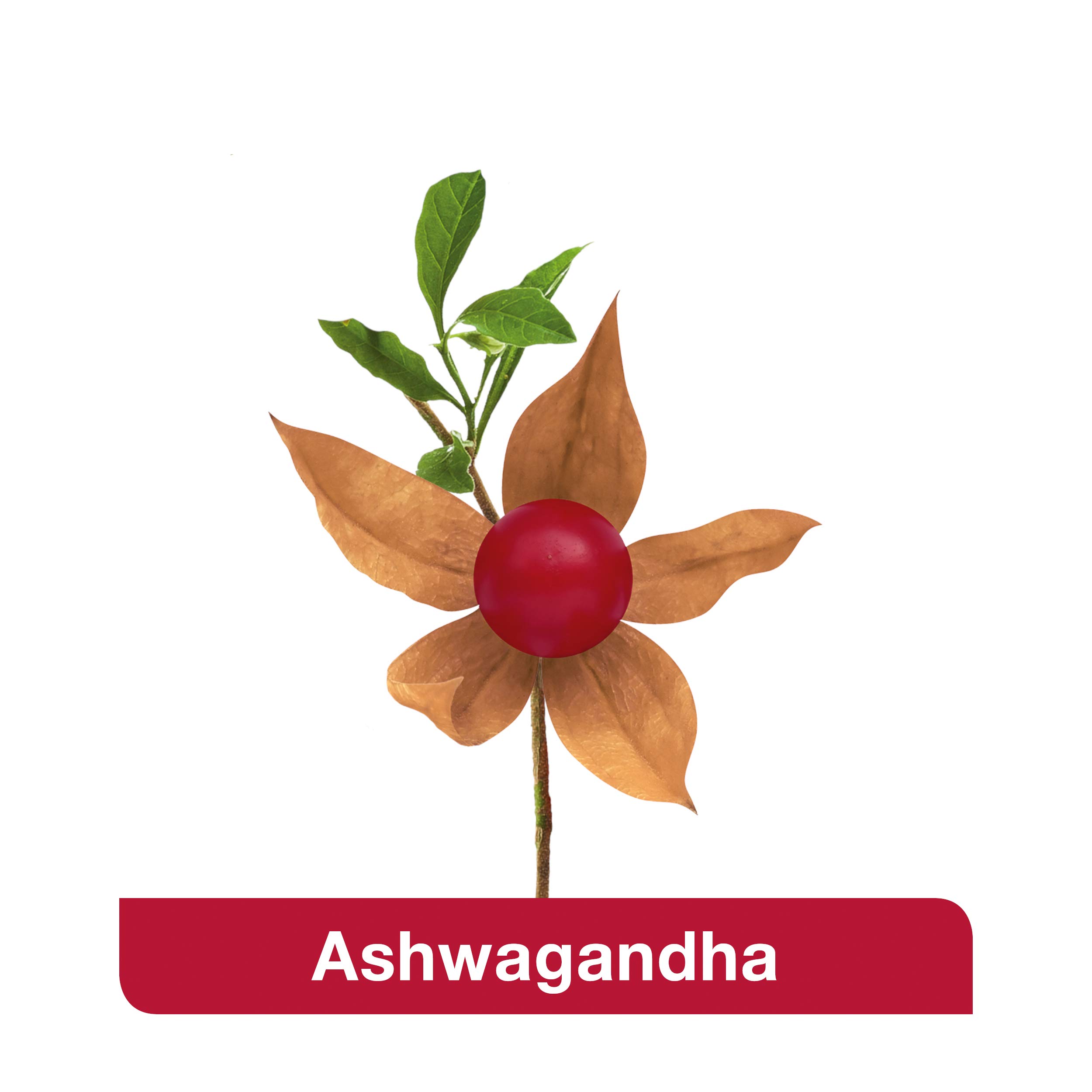 vigoLoges® Ashwagandha plus - 120 Kapseln - Nahrungsergänzungsmittel mit Ashwagandha