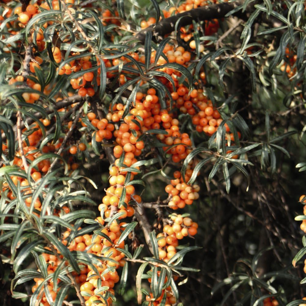 Hippophae rhamnoides 'Leikora' - Hardy Sea Buckthorn with Orange Autumn Berries, Ideal for Hedging and Coastal Gardens - 1X or 2X 3.6 Litre Pots by Thompson and Morgan