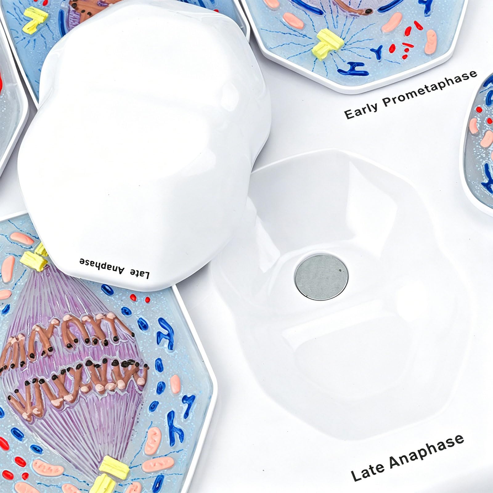 Modelo de demostración de mitosis anatómica Ayuda didáctica en de biología con fases de mitosis celulares extraíbles para períodos de laboratorio de ciencias