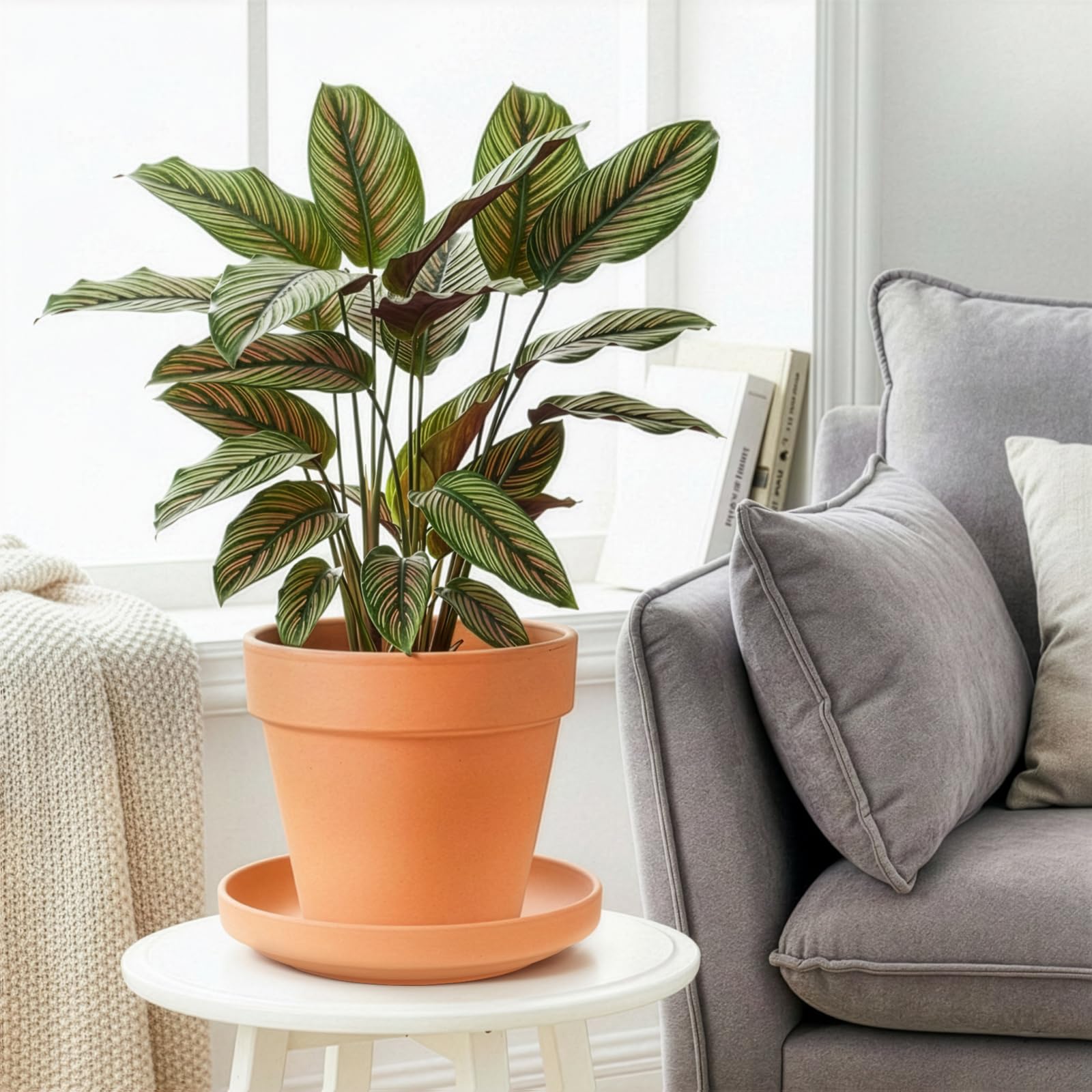 Terracotta Plant Saucers - 4 Pack, 9 Inch -6