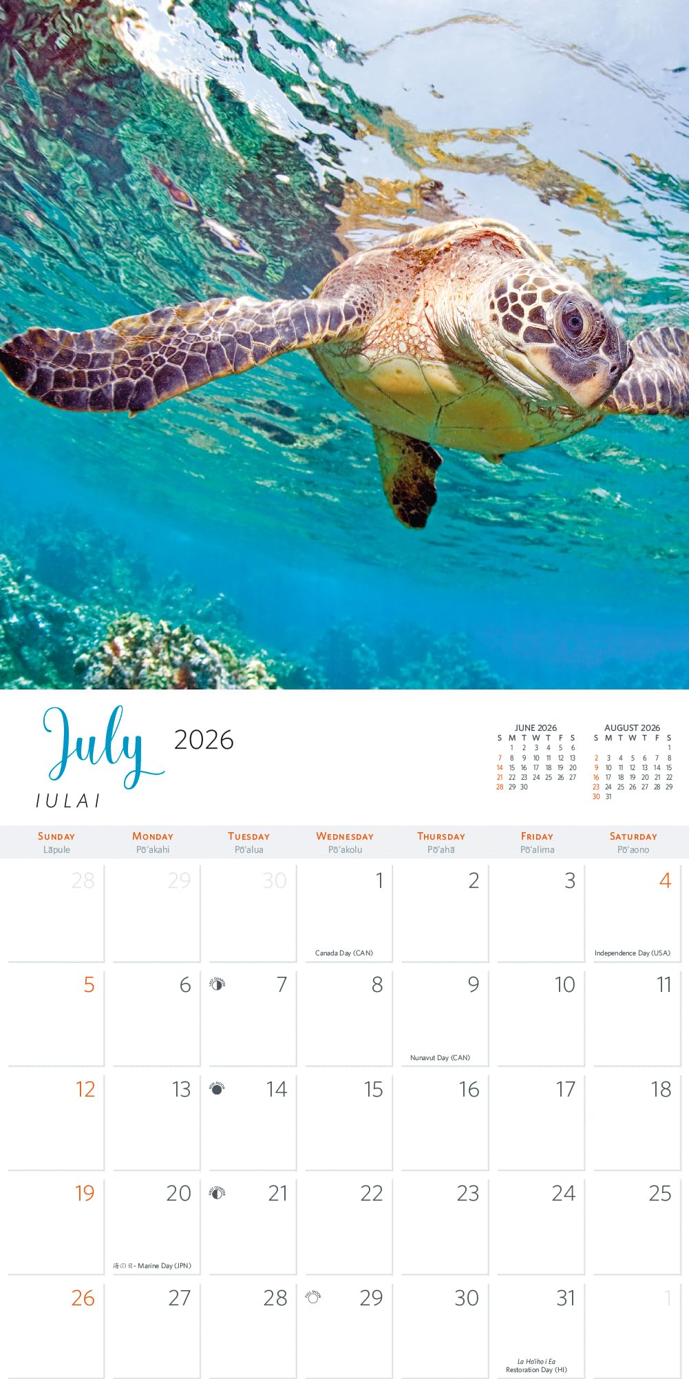 Calendrier De L'Avent Tortue De Mer – 24 Jours, Ornements Acrylique, Décoration Murale Ou Arbre De Noël