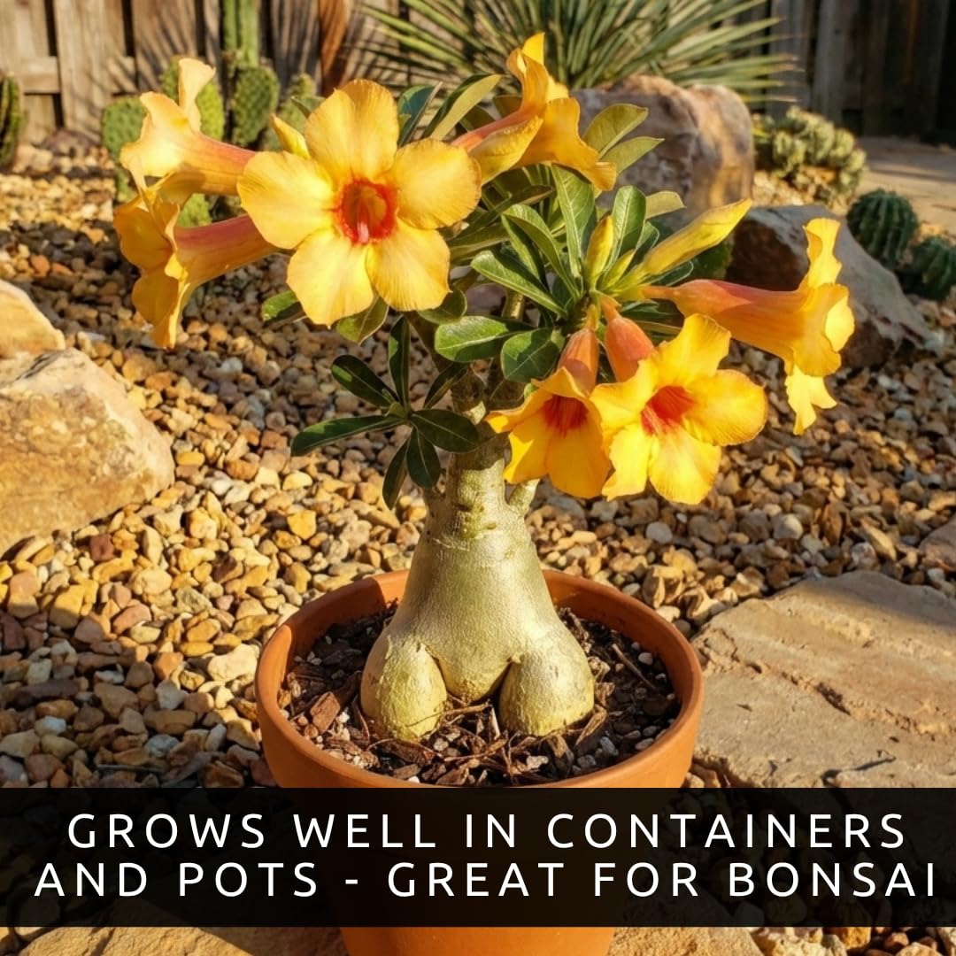 Amazon.com : Mixed Color Desert Rose Seeds | Easy to Grow Adenium Obesum -  Exotic Bonsai Plant (10 Seeds) : Patio, Lawn & Garden