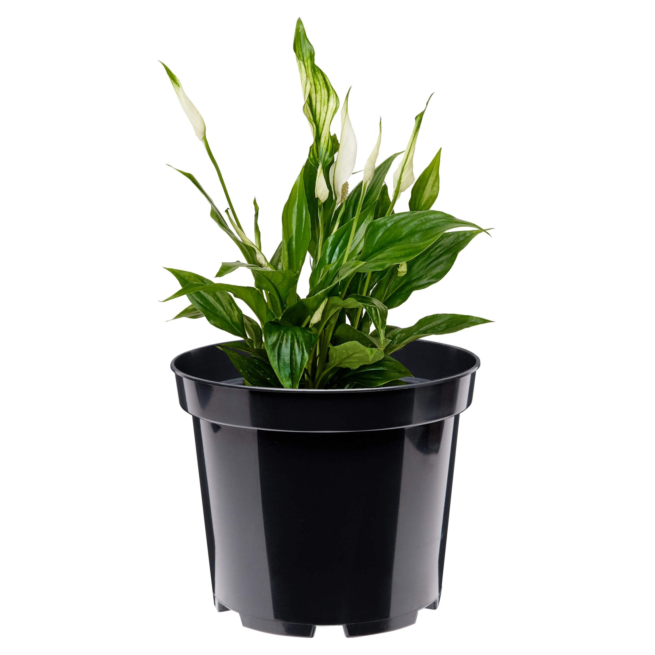 Garronda Macetas de Producción Macetas Redondas para Plántulas de Flores y Plantas GD-0025 (10 Piezas Negro, ⌀ 17 cm H 13 cm) — view 16