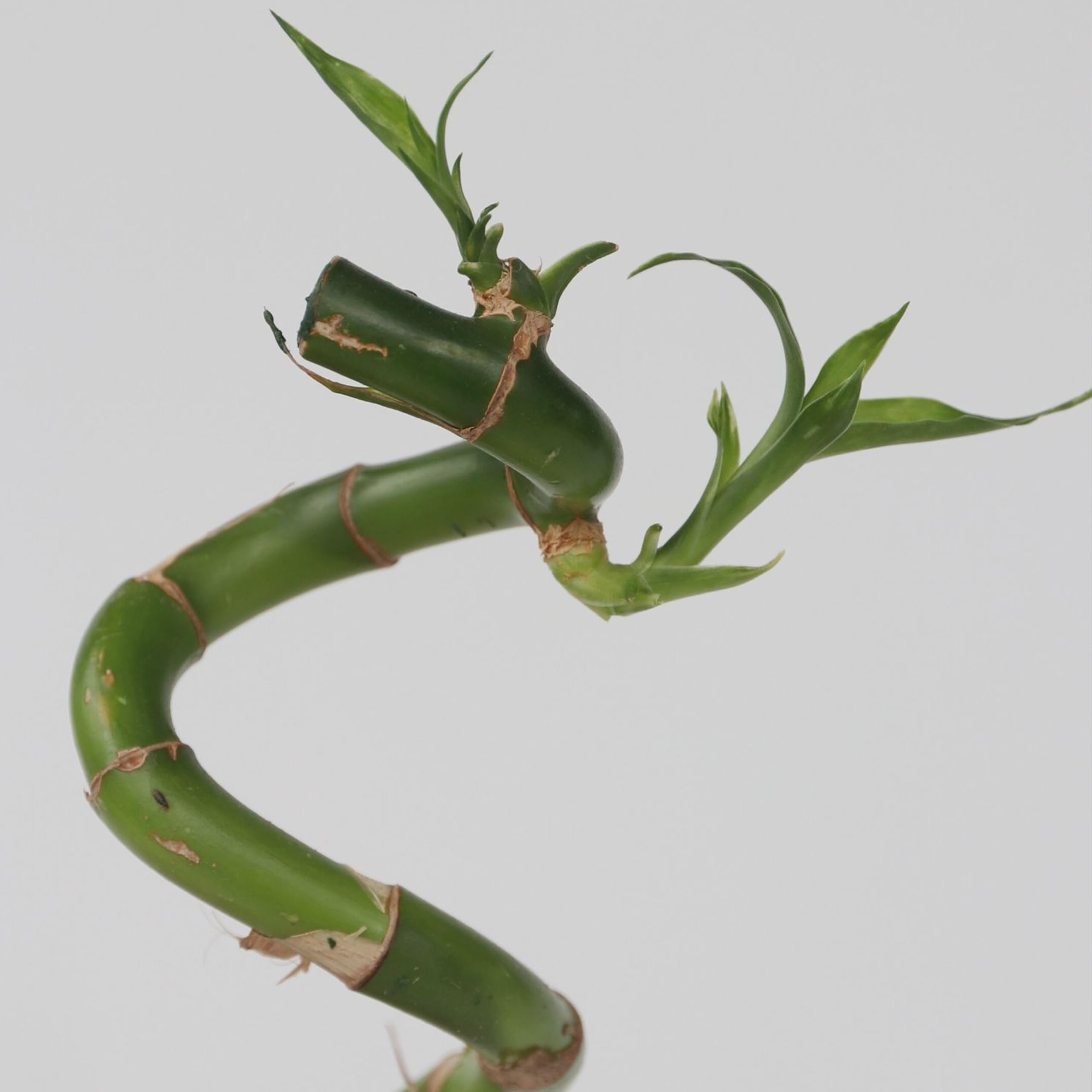 Plant in a Box - Dracaena sanderiana - Set de 12 - Lucky Bamboo - Plante de bambou porte-bonheur véritable - Hauteur 40-50cm