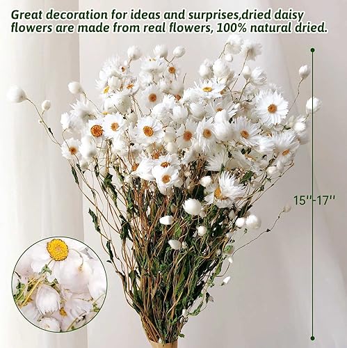 Miniatura 3 de Ramo de flores de margaritas secas, más de 200 flores blancas secas reales con tallos, arreglos de margaritas Gerber de 17 pulgadas para bodas