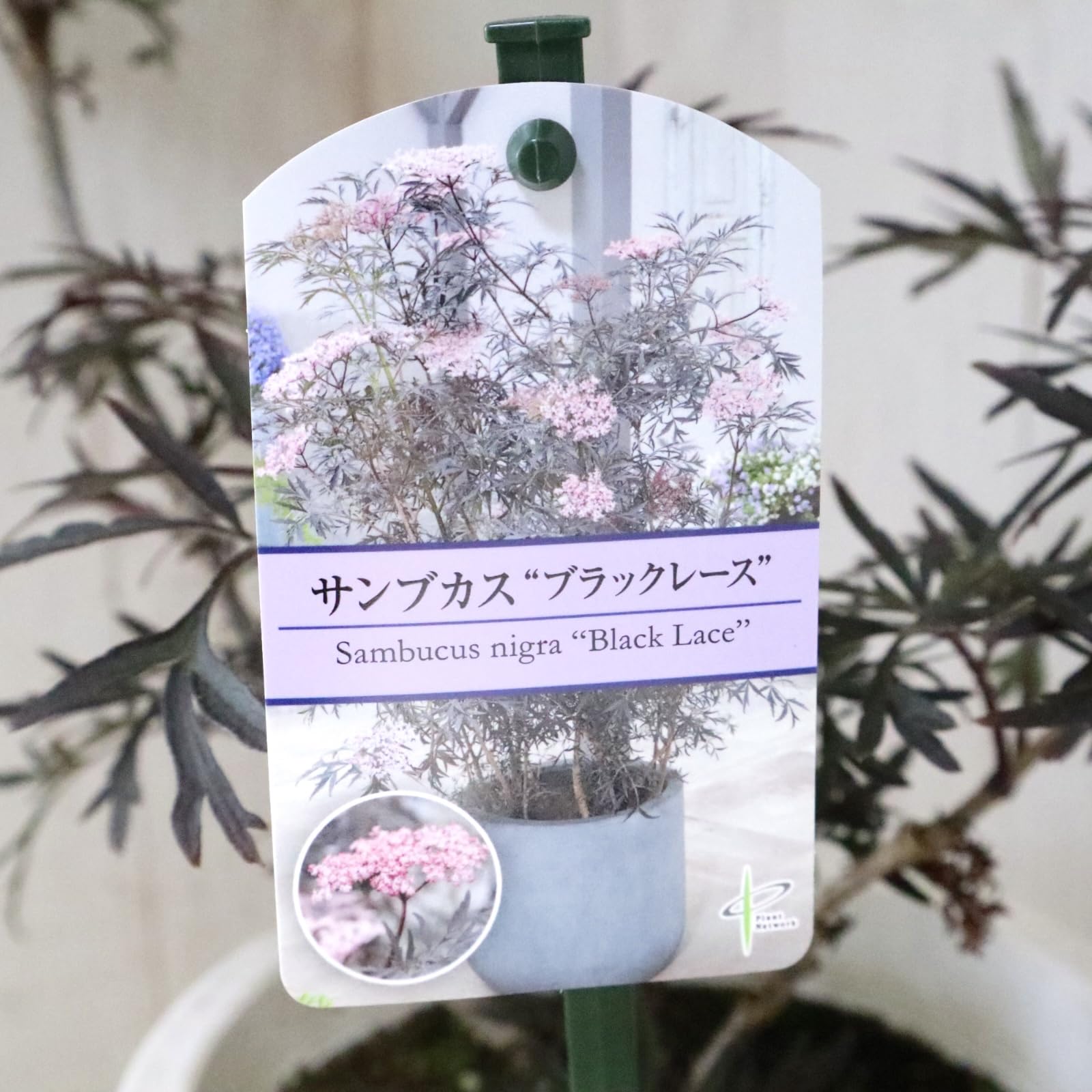 Amazon.co.jp: サンブカス ブラックレース 西洋ニワトコ : ホーム