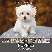 Is Ourworld Going To Do The Christmas Gift This Year 2022 Buy Our World Puppies 2022 Wall Calendar - Uk Christmas Gift Stocking  Filler. Cute Dog & Puppy Photography Monthly Planner. Large Hanging Grid  Organiser For Office, Family & Kitchen Online In Indonesia. B097Dknmnp