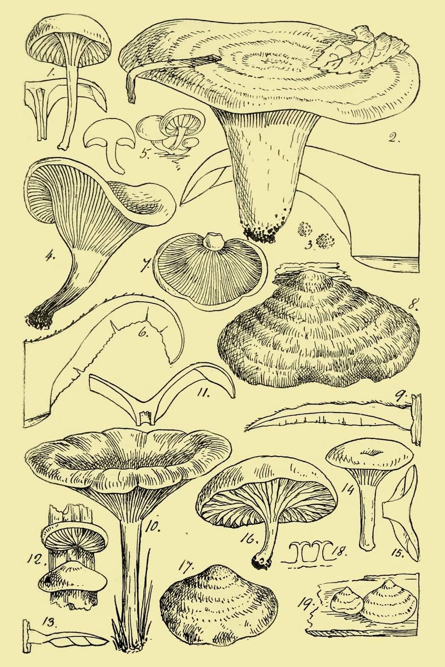 Notebook: Botanical Mushrooms Journal 100 Blank Lined Page Matte Soft Cover Notebook, College Ruled (6 x 9 inch) Blank Lined Mushrooms Design Cover Notebook