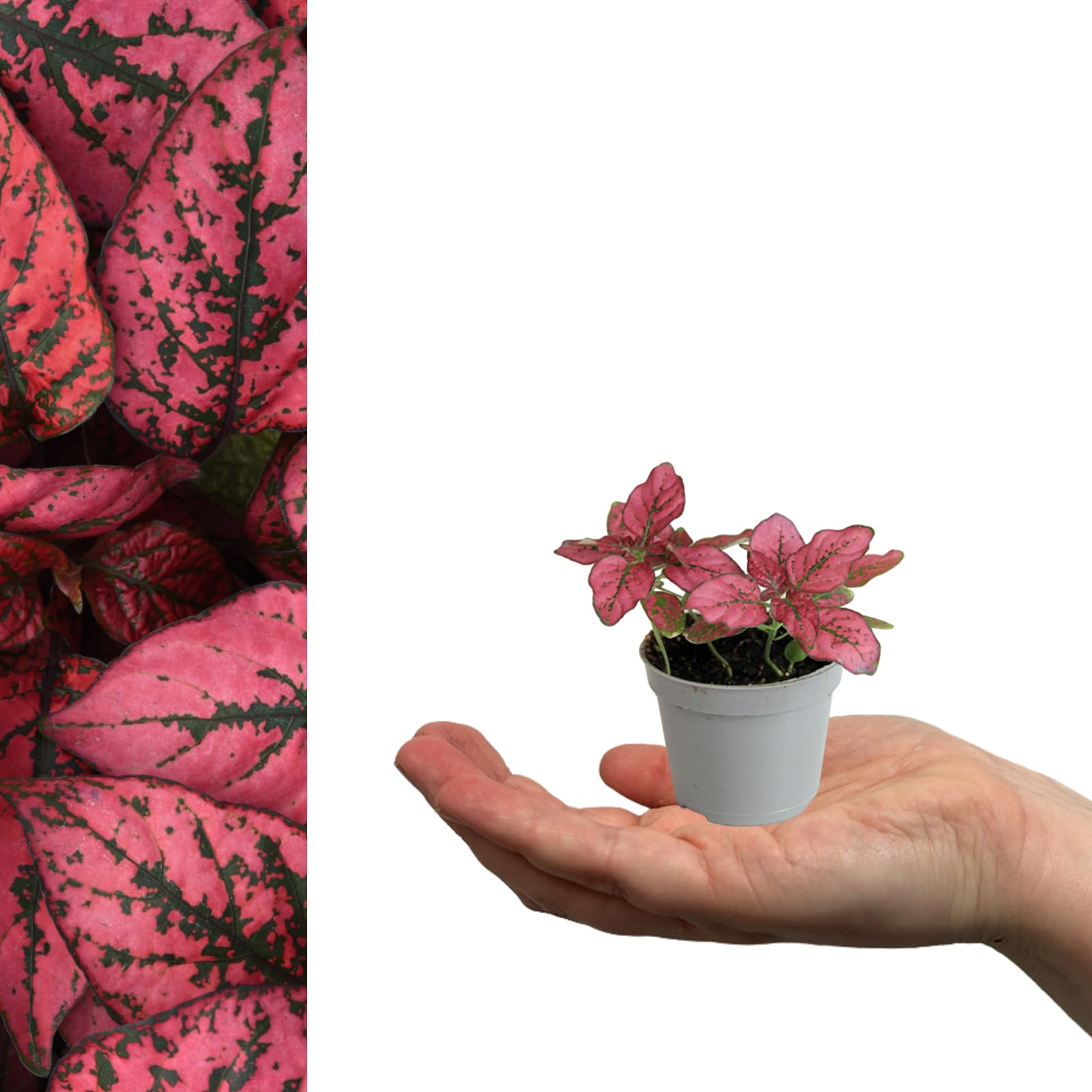 Carbeth Plants - 1 x Polka Dot Plant in 6cm Pot