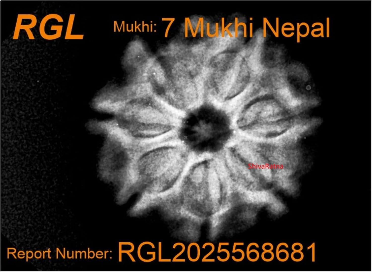 7 Mukhi X Ray Certified Rudraksha Bead - Nepal Origin - Hand Picked