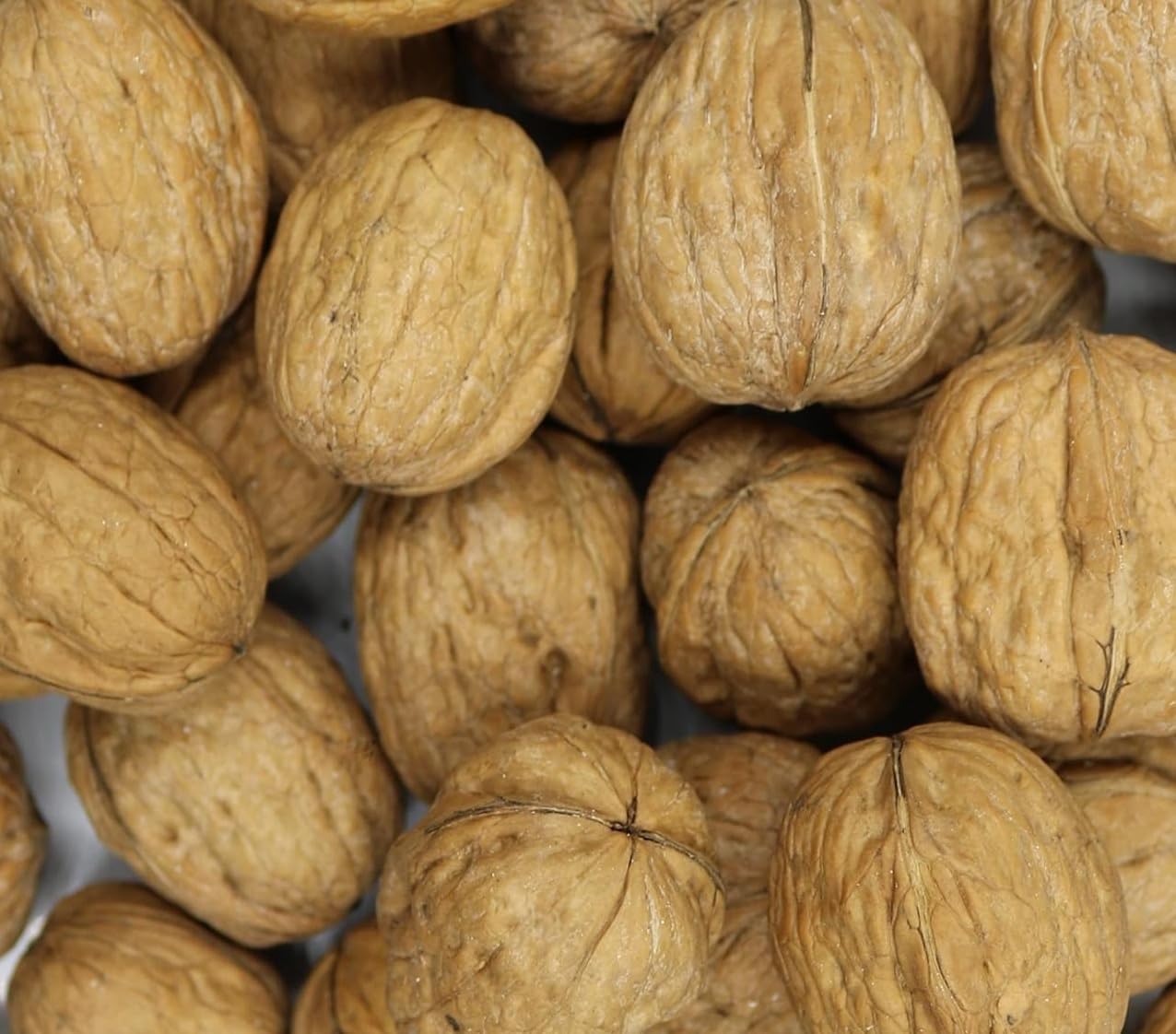 FirstChoiceCandy Whole Walnuts in Shell (10 Pound (Pack of 1), Walnuts in Shell)