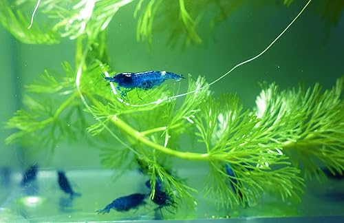 Miniatura 4 de Acuario de agua dulce de camarones vivos - Blue Dream Velvet - Camarones Neocaridina Acuario de agua dulce de camarones vivos de 1/4 a 1/2 pulgada