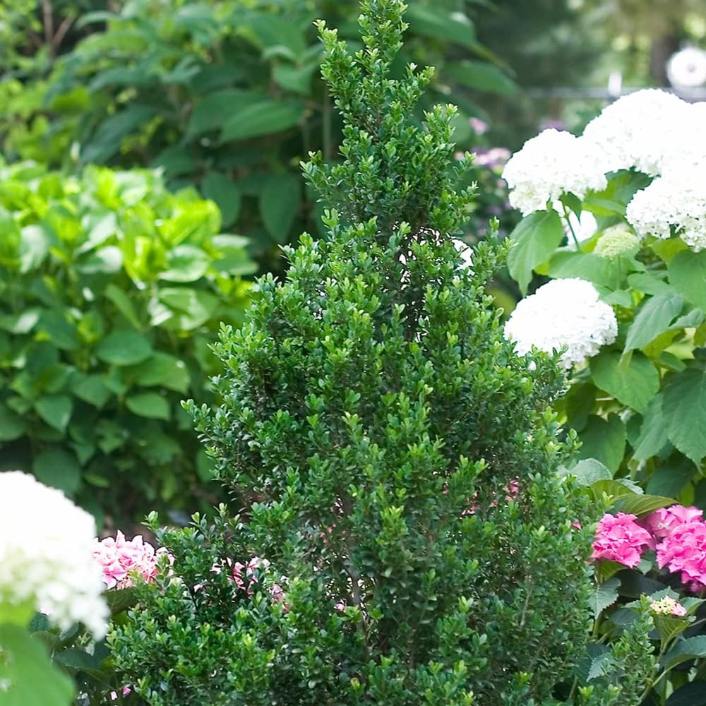 Blooming & Beautiful - Sky Box Holly - 3 gal - Proven Winners - Pyramidal Evergreen Shrub - Year-Round Dark Green Foliage - Japanese Holly - Zones 6-8 - Ilex crenata 'Farrowone' PP20049-3 Gallon Pot