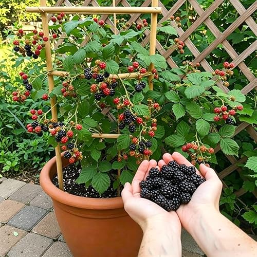 20Pcs Mulberry Seeds for Planting-Non-GMO Heirloom Fruit Seeds Garden Outdoor-Grow Your Own Mulberry Trees